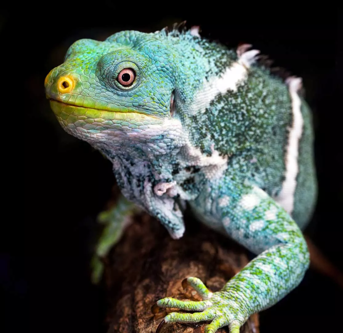 Lagarto verde